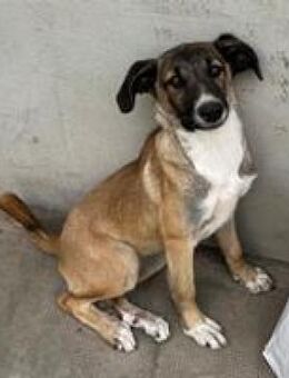 Miriam hübsche junge Hündin / Welpe - Hüllhorst