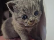 Reinrassige BKH Kitten - Duisburg