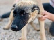 Bridget sucht das Glück - München