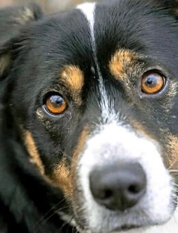 Mein Name ist Bond Hund Bond - Mönchengladbach