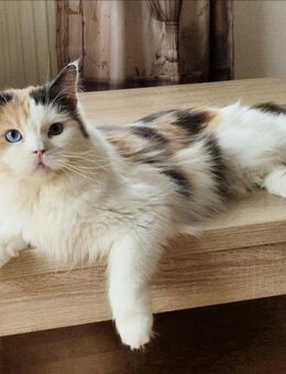 Maine Coon Mix Mädchen/ Kastriert - Mainhardt