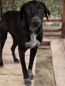 Nadja - aktive & freundliche Hündin - Berlin