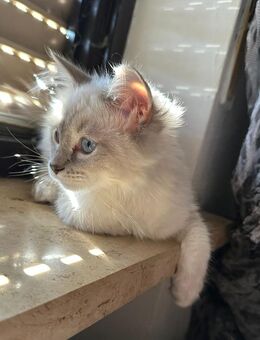 RAGDOLL KITTEN/Junge und Mädchen frei - Gochsheim