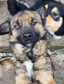 SHOGUN ♥ - Gerettet aus Tötung Slatina - Uetze