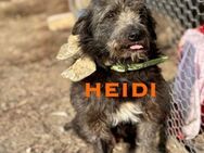 Heidi - sucht Kuschelkörbchen! - Schwaig (Nürnberg)