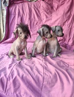 Chinese Crested Mix Welpen suchen ein neues Zuhause - Oberuckersee