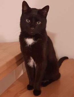 BLACKY - Betzenstein