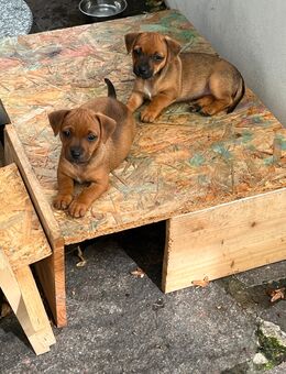 Jack Russell Welpe sucht neues zu Hause - Bochum Riemke