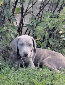 Weimaraner Ridgeback - Neustadt (Weinstraße)