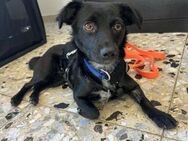 Paula.kleine Black Beauty sucht ein Körb - Köln