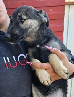 Luna - im Wald ausgesetzt - Dreikirchen