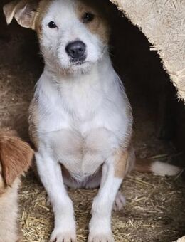 LILLIFEE - verspielt und lebensfroh - Weilheim (Oberbayern)