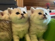 BKH Kitten - Fuldabrück
