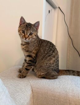 Kätzchen in gute Hände abzugeben / Kitten / Katze - München