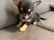 Süße reinrassige Chihuahua Welpen - Buseck