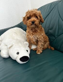 Maltipoo 1 Mädchen - Rostock