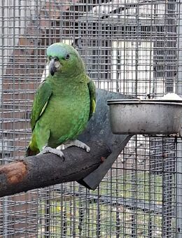 Junge Hybrid- Amazonen zu verkaufen - Cottbus