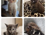 Maine Coon Kitten - Herzberg (Harz)