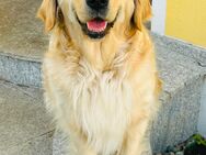 Golden Retriever Welpen - Groitzsch Zentrum