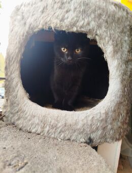 BKH süße Kätzchen - Dresden