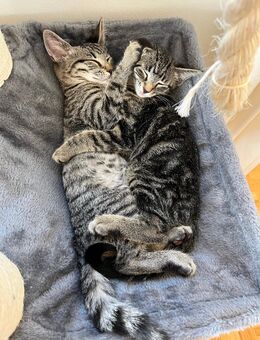 Zwei zuckersüße Katzenmädchen suchen liebevolles Zuhause 🐾 - Hamburg Altstadt