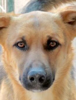 Marshal -als Welpe ausgesetzt- - Oldenburg