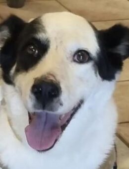 Vienna sucht ihre Familie! - Mettmann