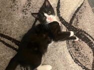 EKH x Hauskatze mischling Katzenbaby (15 Wochen, weiblich) sucht liebevolles Zuhause! 🐾 - Bochum Goldhamme