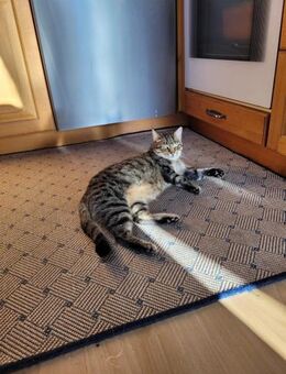 Tigermädchen Flia sucht ihre Familie - Margetshöchheim