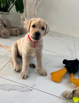 Reinrassige Labrador Welpen - Abgabebereit - Bergheim (Nordrhein-Westfalen)