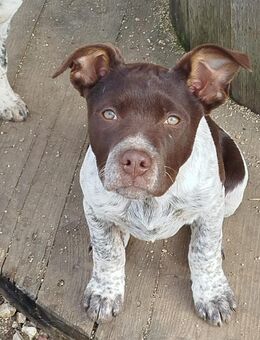 Corvina 💛 ist ein sonniges Hundekind - Herxheim (Landau)