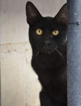 Buddy wäre ein prima Familienkater! - Poing