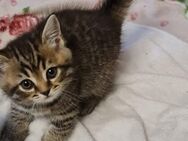 4 BKH Kitten abzugeben - Hamburg