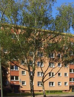 Nachmieter für gepflegte 3-Zimmer-Wohnung gesucht! - Frankfurt (Main)