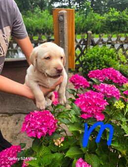 Labrador welpen zu verkaufen - Warendorf