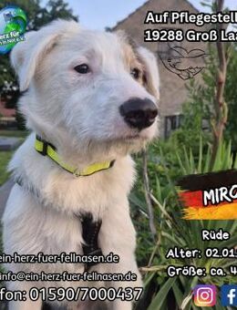 MIRO - willst du mein neuer Freund sein? - Waakirchen