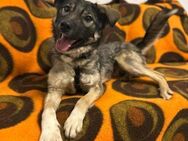 Fröhlicher Eskil sucht ab Juli Zuhause! - Berlin