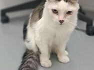Kater Sol sucht - Neunkirchen (Saarland)