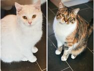 Türkisch Van Katze Mix - Kamp-Lintfort Zentrum