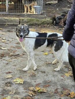 Ruhiger freundlicher CHAP sucht ♥️ - München