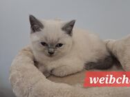 BKH Kitten - Leipheim