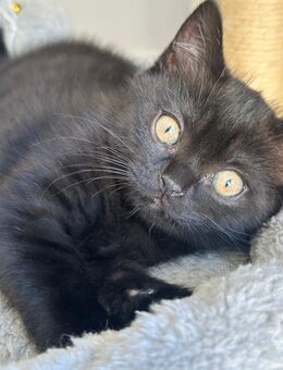 Bkh kitten - Rhede
