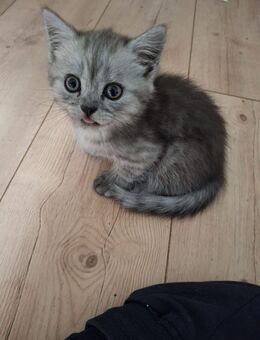 Britisch Kurzhaar Silvertabby Tranierte Verpielte Katzen Rassekatzen (STUBENRHEIN, Kleinkinder geeignet) - Bremerhaven