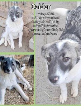 Sanfter Junghund Caiden🍀 sucht Euch - Seggebruch