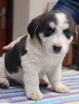 Ajax ❤️ Schutzgebühr 500 Euro - Burgsinn