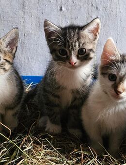3 junge Katzen abzugeben - Am Ohmberg