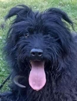 BOBBY sucht Zuhause - Gefrees