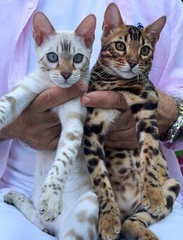 🐆 Zauberhafte Reinrassige Bengal Kitten (5 Monate alt) suchen ihr Zuhause 🏡 - Berlin