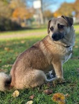 Ello - junger Kerl sucht seine Familie - Berlin