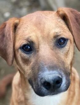 Hunter, geb. ca. 02/2025, GRIECHENLAND - Euskirchen